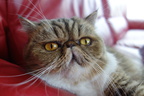 Chat
